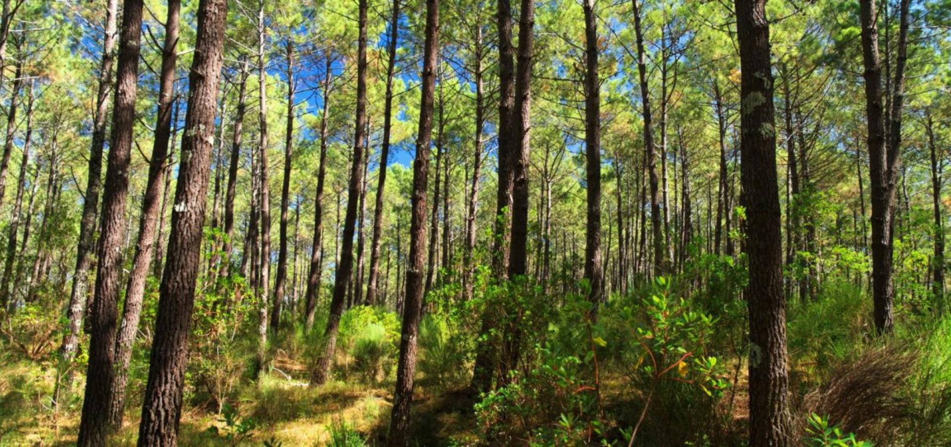 La Forêt landaise Côte Landes Nature Tourisme